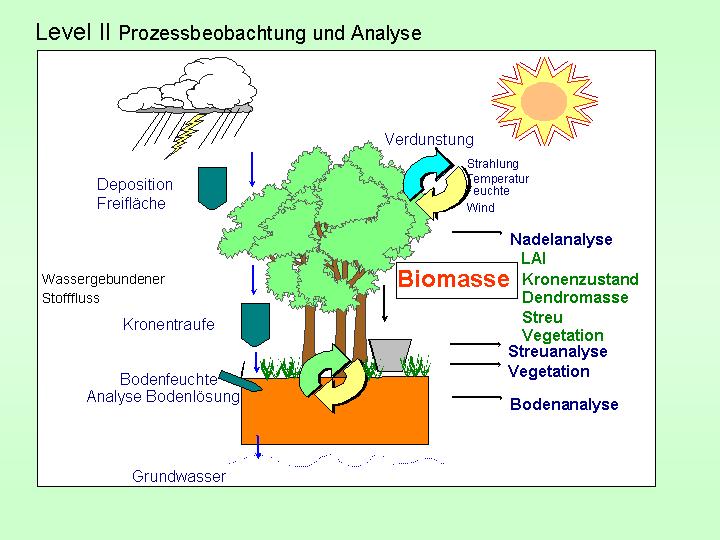 Level II Prozessbeobachtung und Analyse