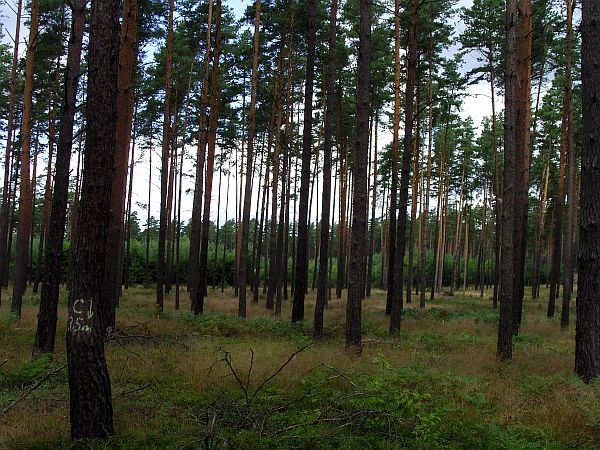 Bundeswaldinventur in Brandenburg